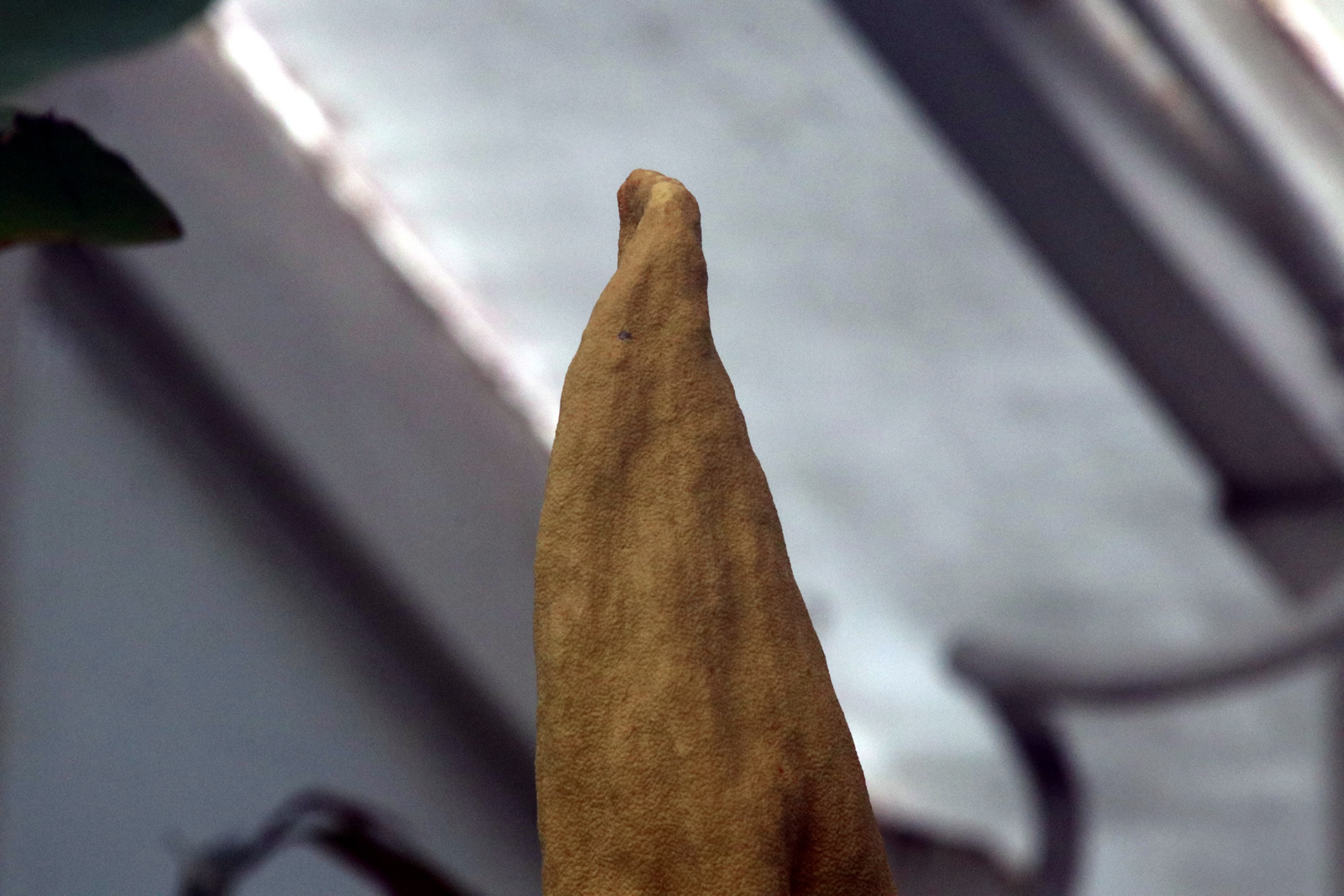 2018 02 06 CorpseFlower 2145